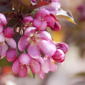 Pink Sparkles® Crabapple Tree, Malus Malusquest for Sale